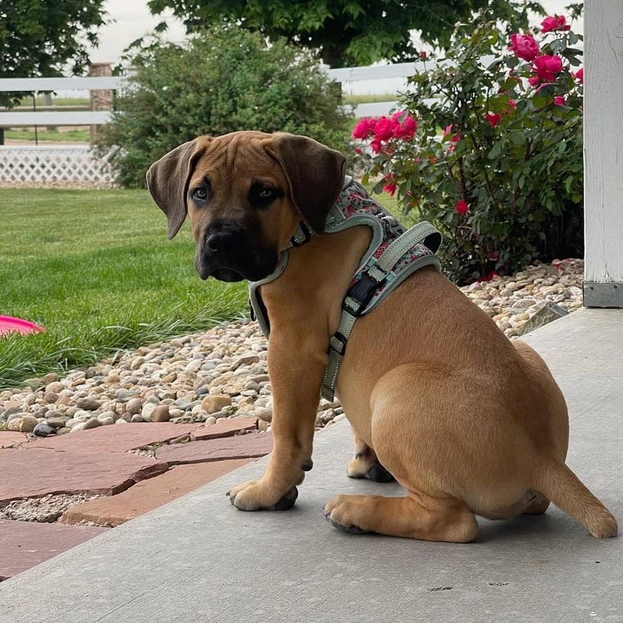 Northern Colorado Boerboels profile photo