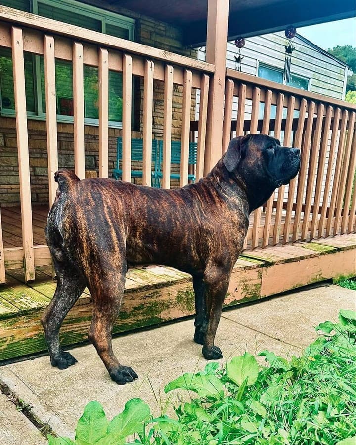 PA Boerboels profile photo