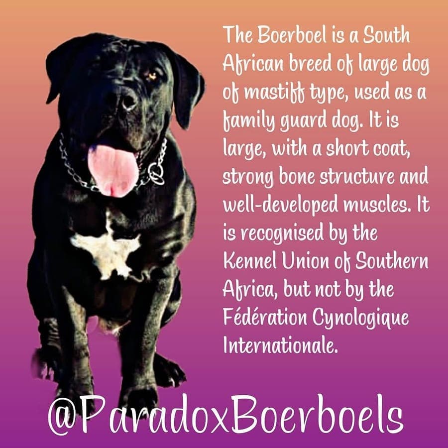 Paradox Boerboels profile photo
