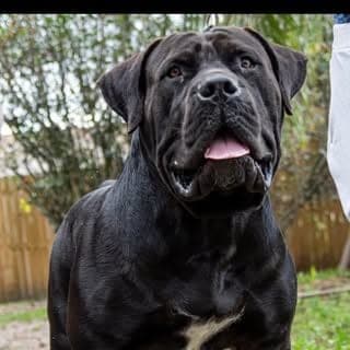 Power House Boerboels profile photo