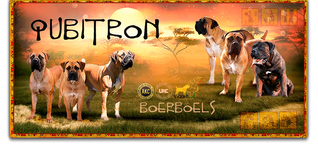 Qubitron Boerboels profile photo