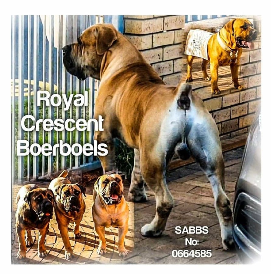 Royal Crescent Boerboels profile photo