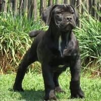 Sauvage Boerboels profile photo