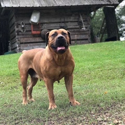 Southern Boerboels profile photo