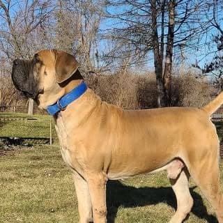 Southern Ohio Boerboels profile photo