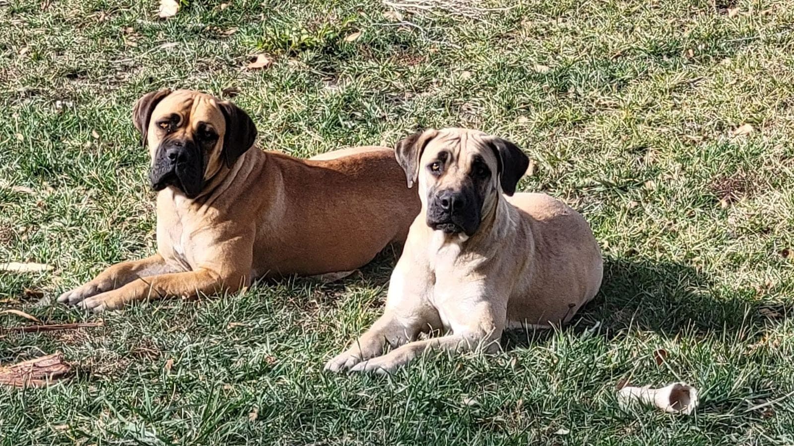 SY Boerboels profile photo