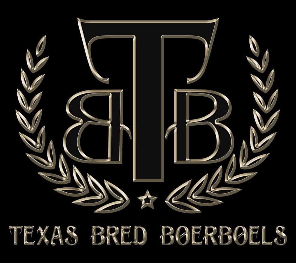 Texas Bred Boerboels profile photo