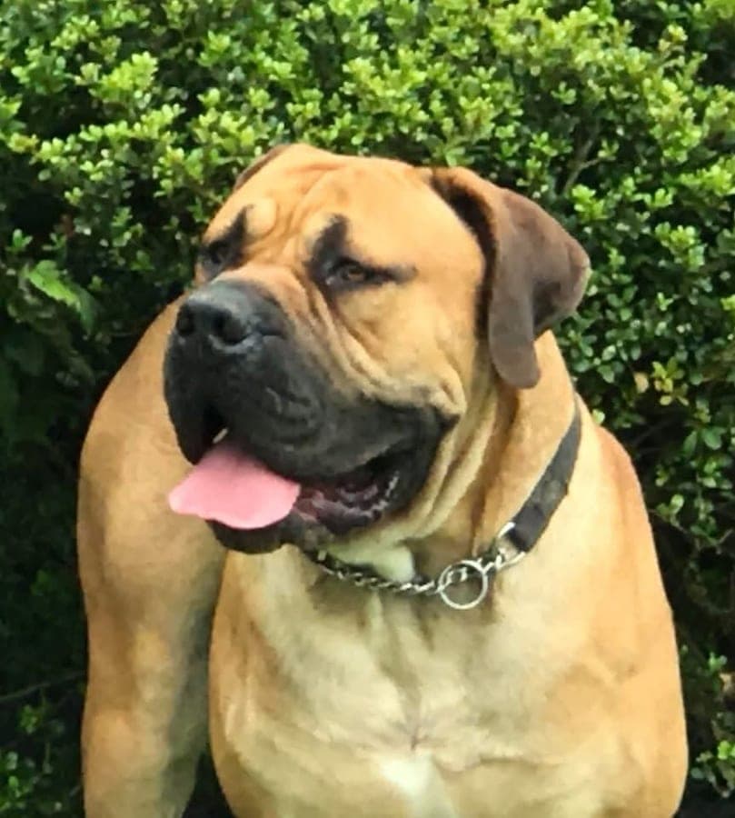 TKO Boerboels profile photo