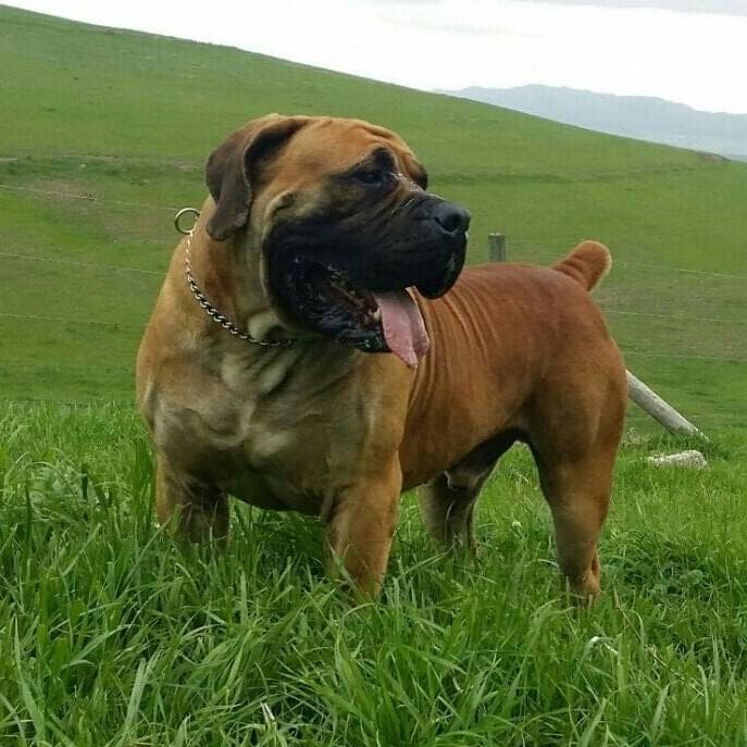 Tokara Boerboels profile photo