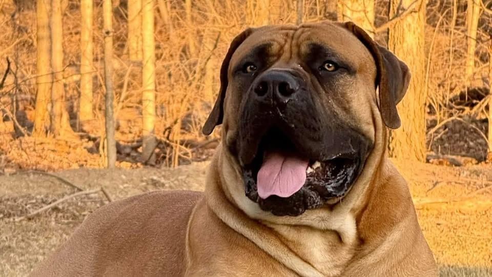 Verdict Boerboels profile photo